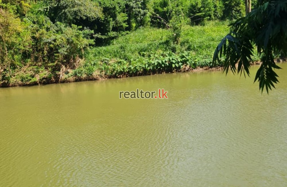 Mixed Plant Estate For Sale At Matale