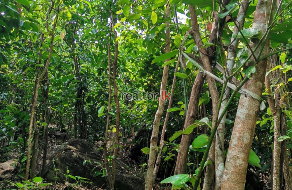 Cinnamon Estate For Sale In Welipenna