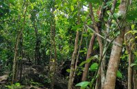 Cinnamon Estate For Sale In Welipenna