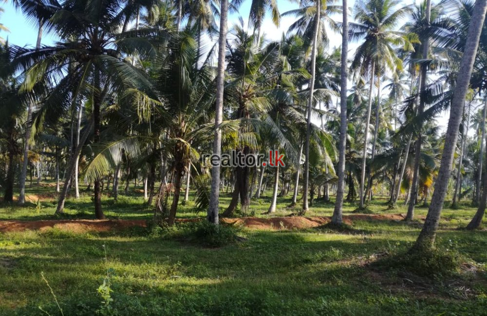 45 Acres Coconut Estate For Sale In Dankotuwa