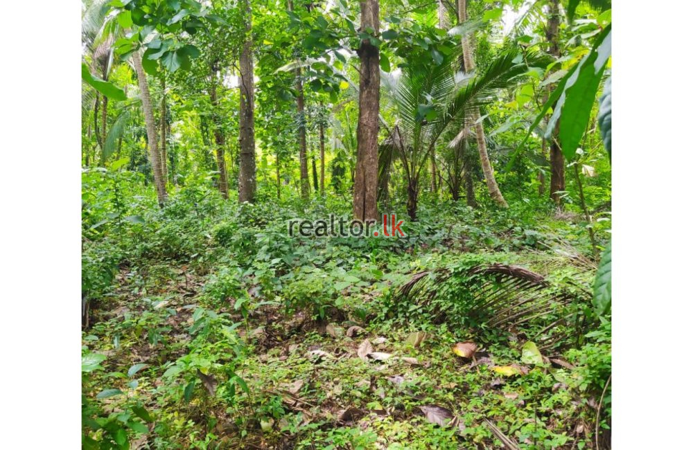 153 Perches Land For Sale In Alawwa