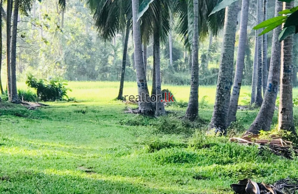 Coconut Estate For Sale In Wellawa Kurunegala