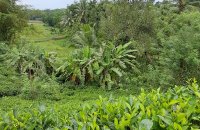 Mixed Estate For Sale In Thalahagama Akuressa