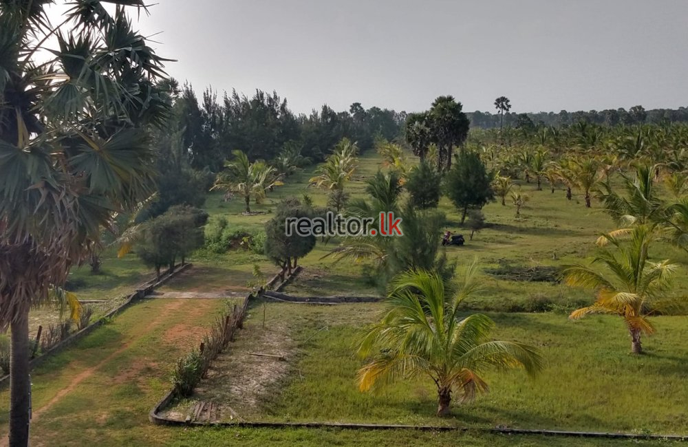Beachfront Land For Sale In Jaffna