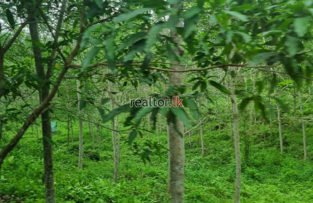 For Sale A Rubber Estate At Horana