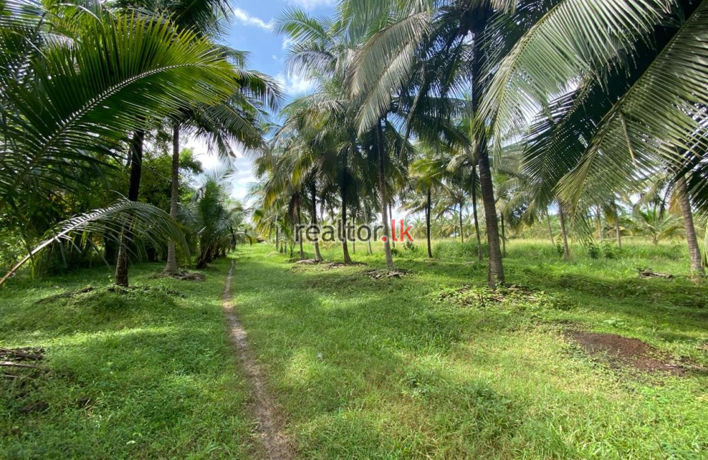 Coconut Estate At Dambulla Rd Kurunegala