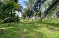Coconut Estate At Dambulla Rd Kurunegala