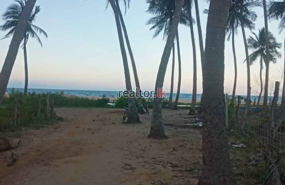 Coconut Estate At Facing Colombo Rd Kalkudah