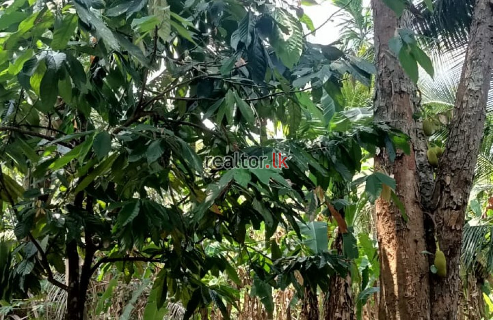පොතුහැර අක්කර 2ක් ඉක්මනින්   විකිණීමට