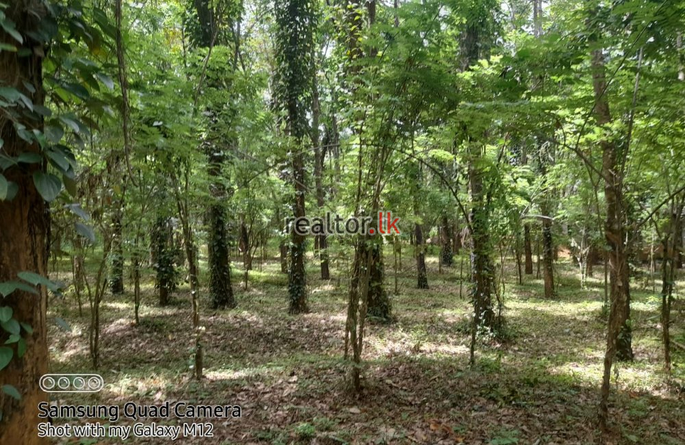 Mixed Plant Estate For Sale In Madawala Matale