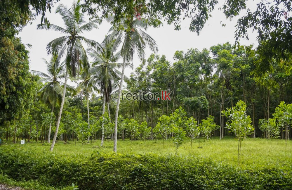 Mixed Plant Estate For Sale At Nittambuwa Gampaha