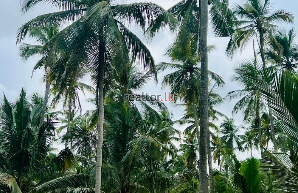 Coconut Estate For Sale At Pannala