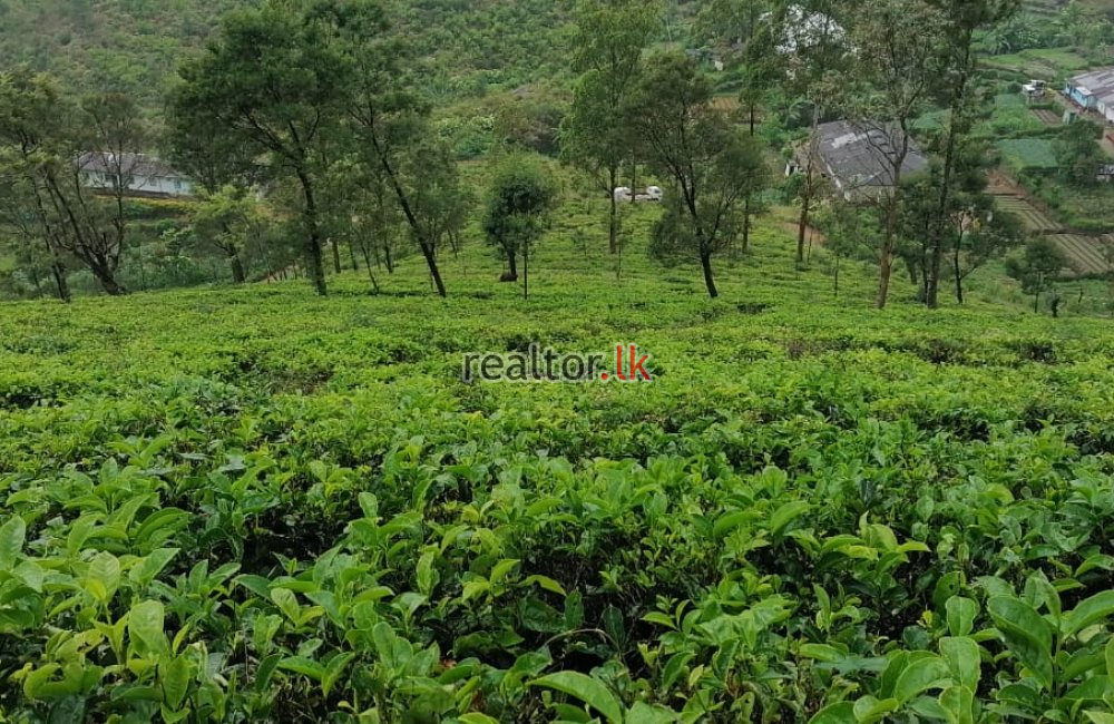 Scenic Deltota Tea Estate Property For Sale