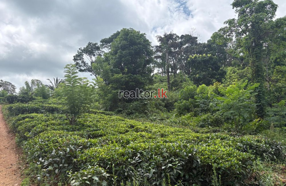 Fertile Estate For Sale Bulathkohupitiya Kegalle