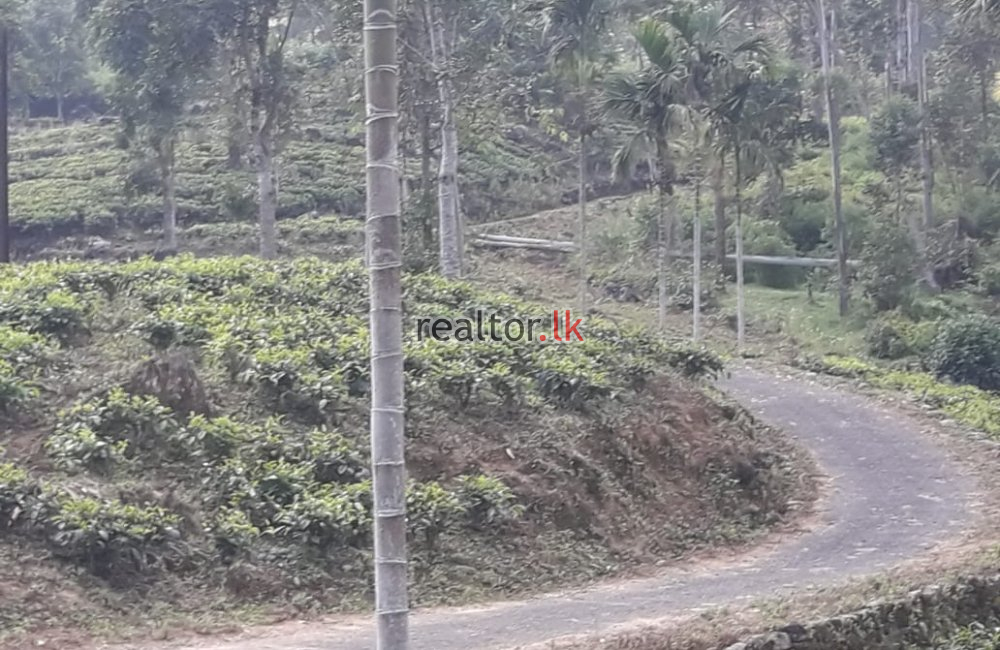 Kandy Tea Estate + Factory For Sale