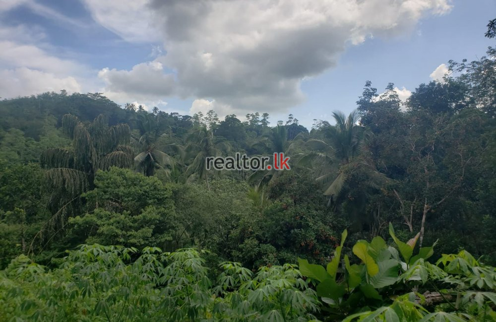 Half Cultivated Estate For Sale At Ingiriya