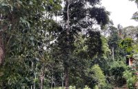 Land For Sale In Hiriketiya