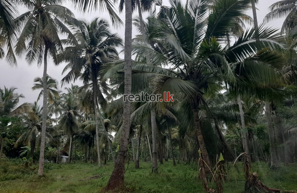 Coconut Estate For Sale At Dankotuwa