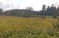Prime Land For Sale In Ahangama
