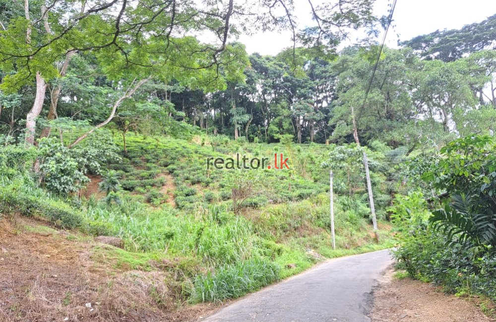 Tea Estate With Bungalow For Sale In Wattegama