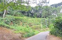 Tea Estate With Bungalow For Sale In Wattegama