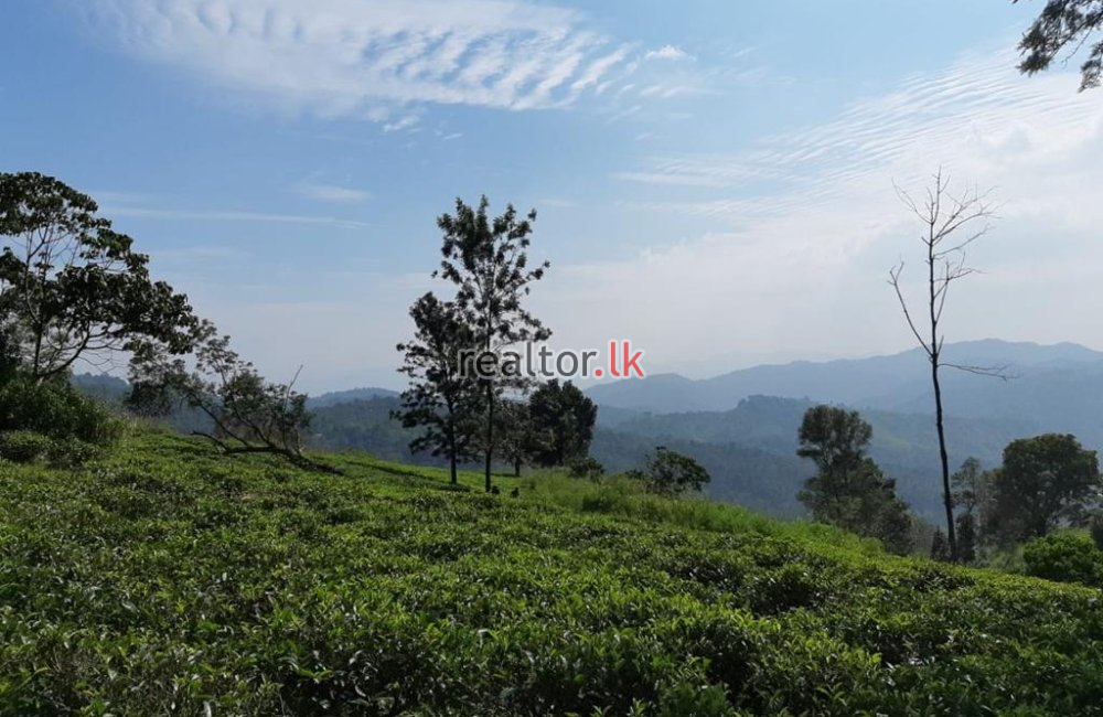 Tea Estate For Sale At Panvila Kandy