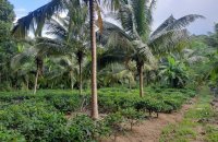 Mixed Estate For Sale In Kaltota Rd Balangoda