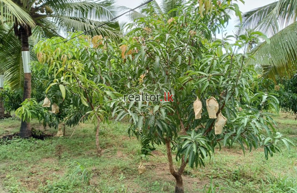 Mix Plant Estate For Sale At Puttalam