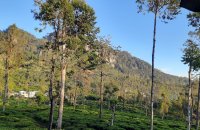 Land For Sale In Diyanilla Ragala