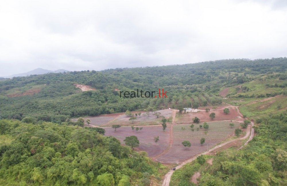 Madawala Ulpotha Estate For Sale