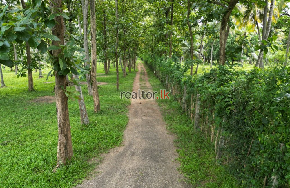 Coconut Estate For Sale At Wellawa Kurunegala