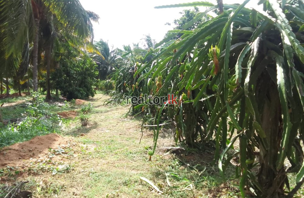 Coconut Estate For Sale At Wanathavilluwa