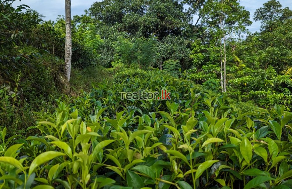 Tea Estate For Sale In Hiniduma Galle