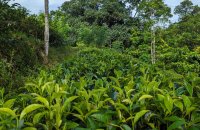 Tea Estate For Sale In Hiniduma Galle