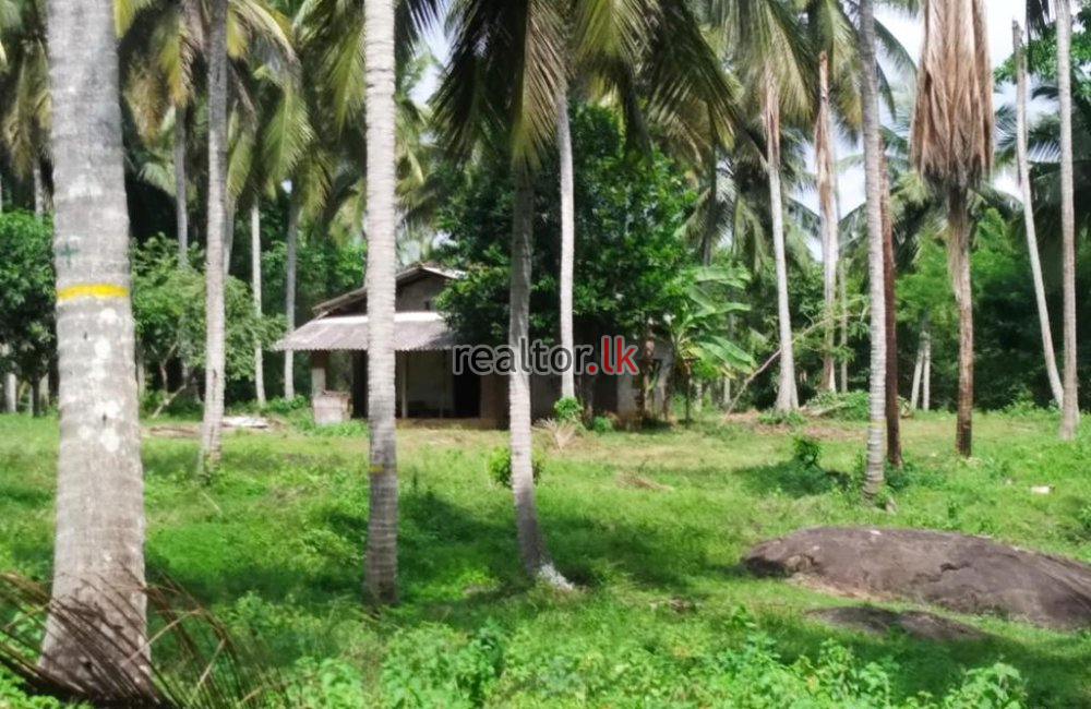 Coconut Estate For Sale At Colombo Rd Kurunegala