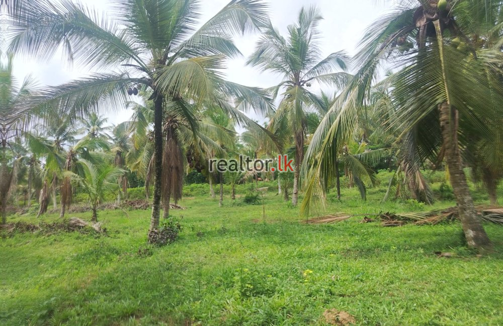 Coconut Estate For Sale In Kandy Rd Nittambuwa