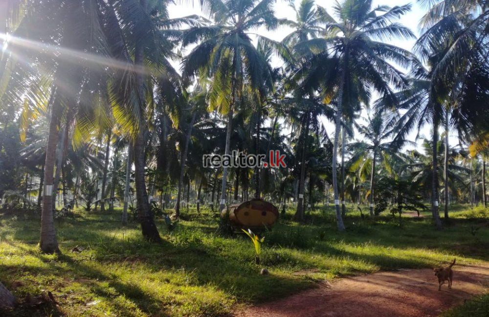 15 Acres Coconut Estate For Sale In Dankotuwa