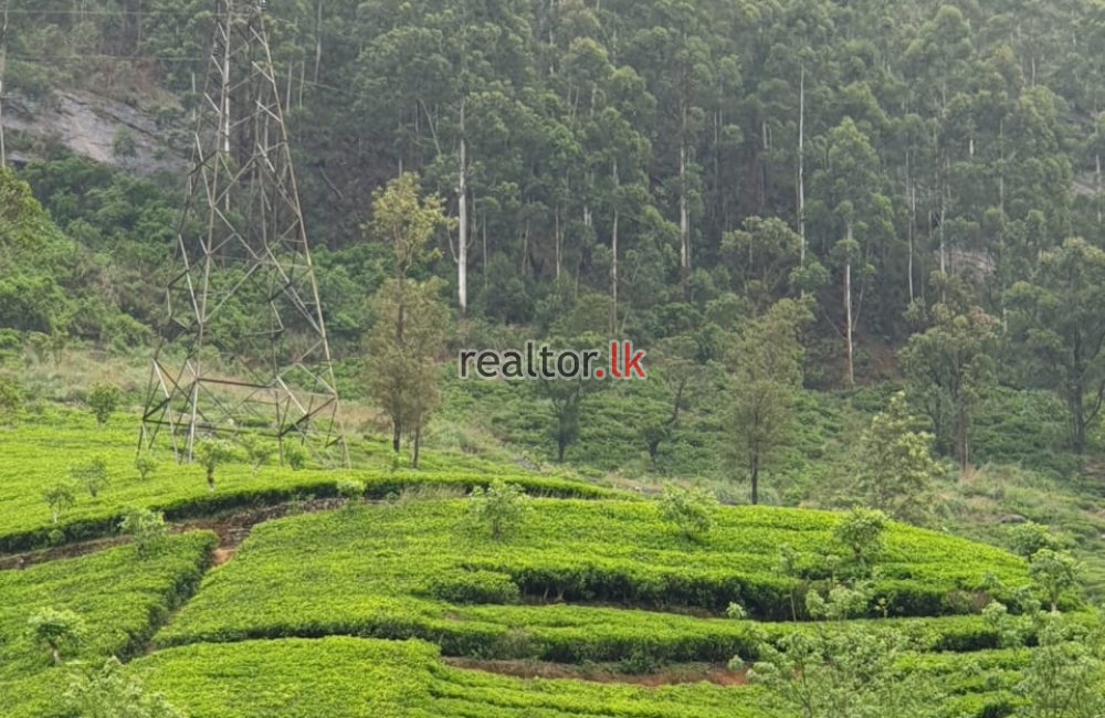 Tea Estate For Sale At Hatton