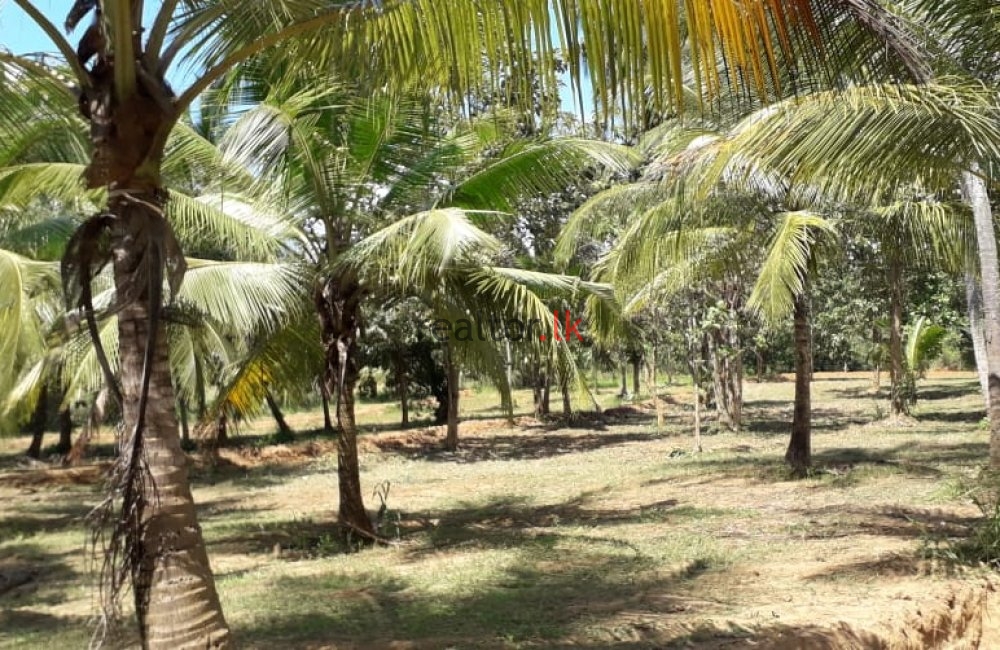 Land For Sale At Negombo -  Kotadeniyawa