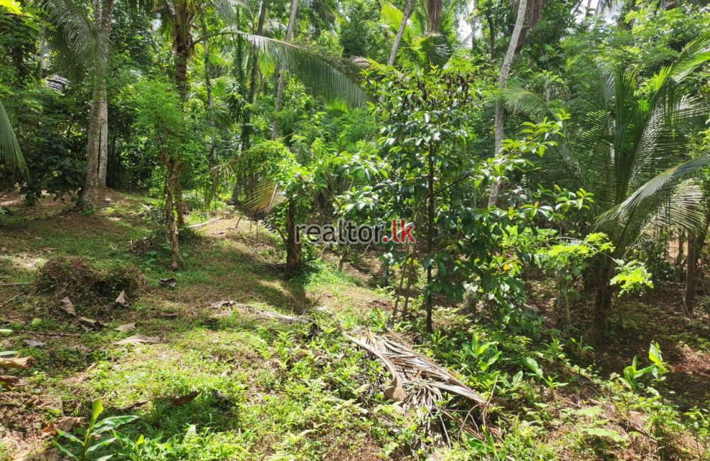 Coconut Estate For Sale In Imbulgoda