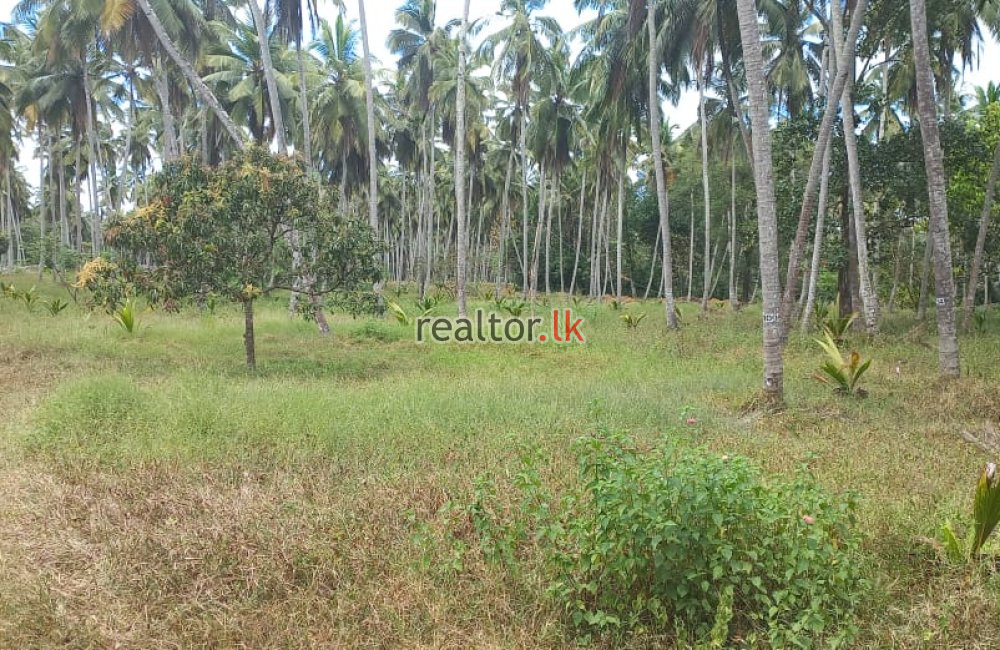 Coconut Estate For Sale At Colombo Rd Kurunegala