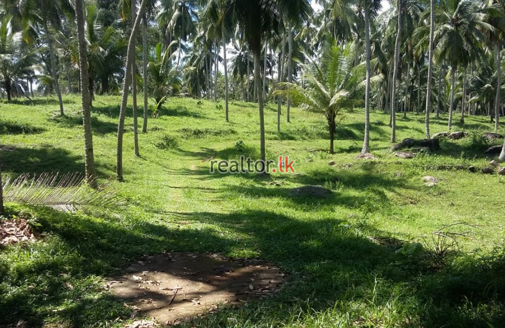 Coconut Estate For Sale At Pasyala