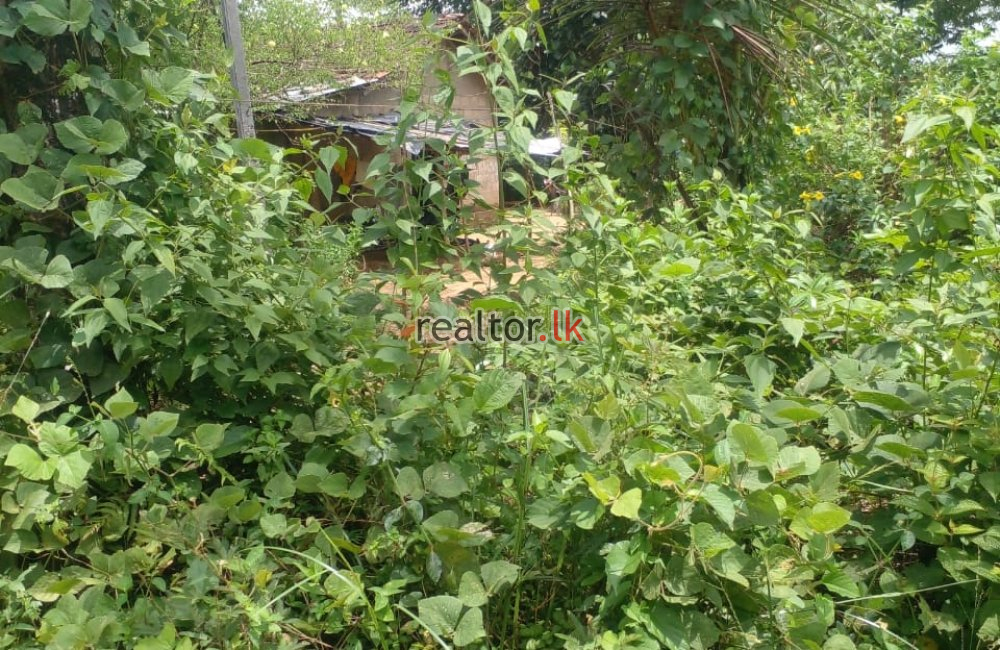 Rubber Estate With Factory Sale In Eheliyagoda