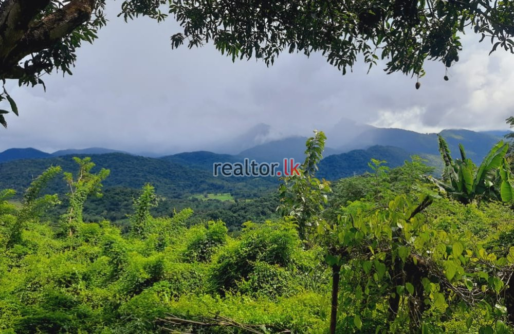 Mix Plant Estate For Sale At Naula Matale