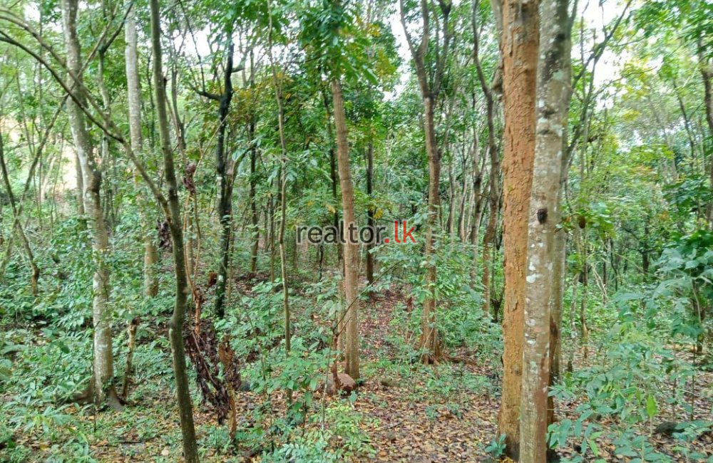 Mahogany Estate For Sale At Matale