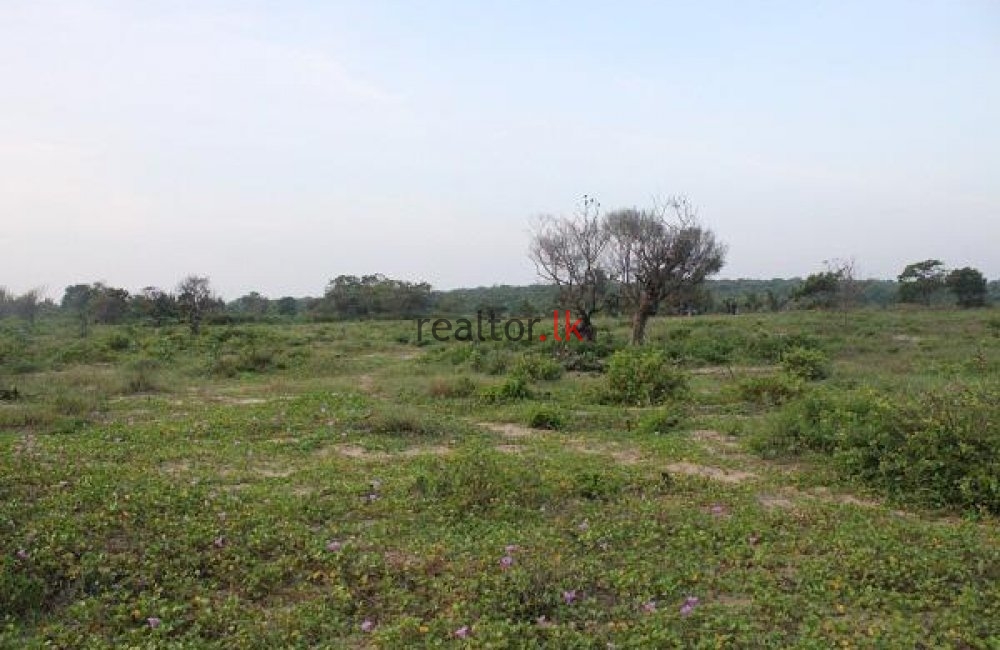 Arugam Bay Land For Sale