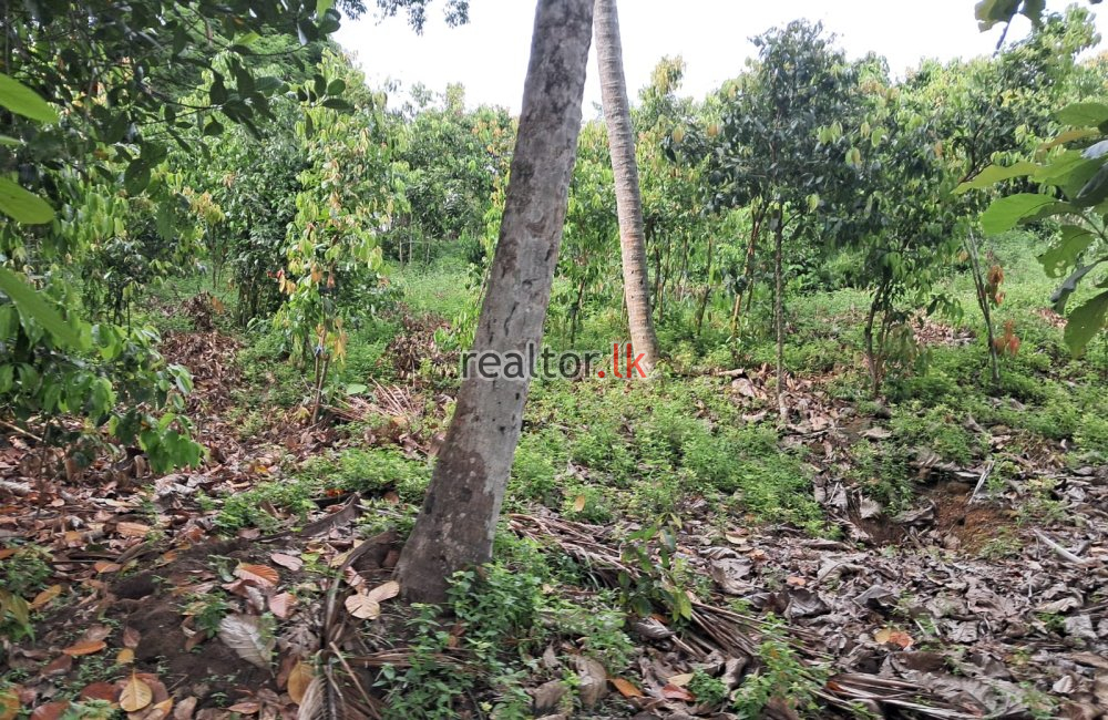 Cinnamon Estate For Sale In Weligama