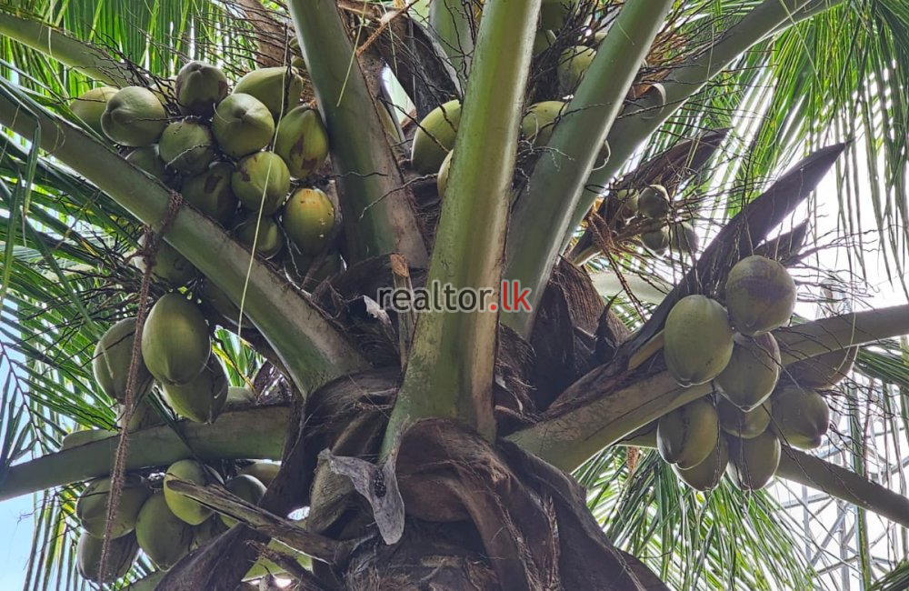 Mix Plant Estate For Sale At Puttalam