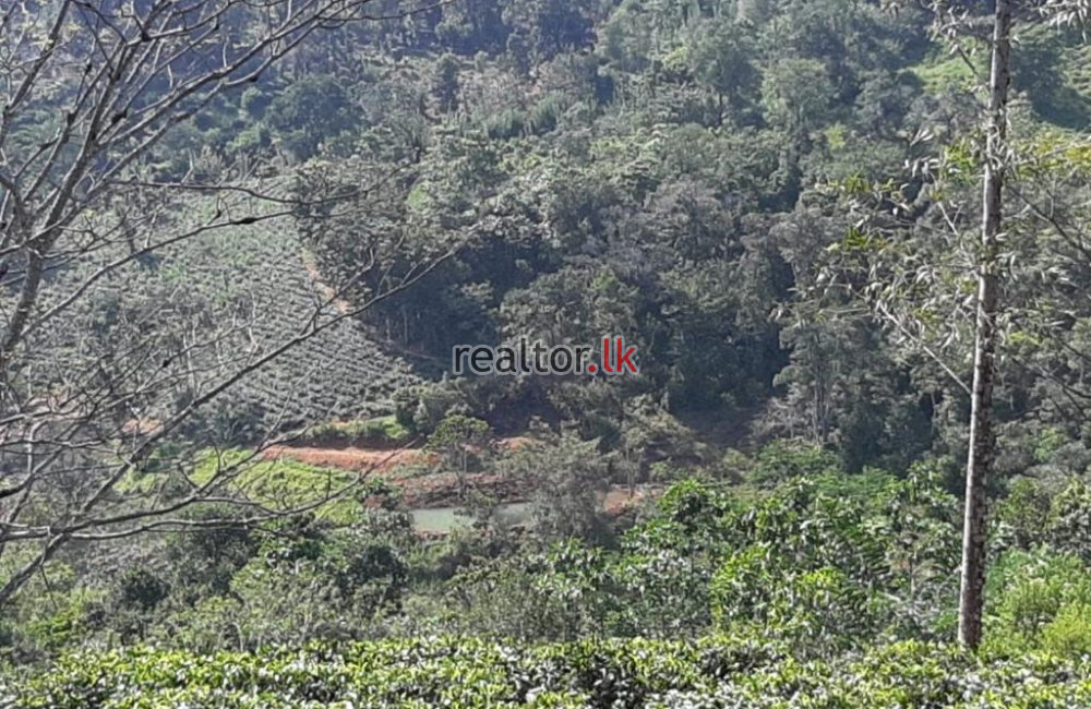 Tea Estate For Sale At Panvila Kandy