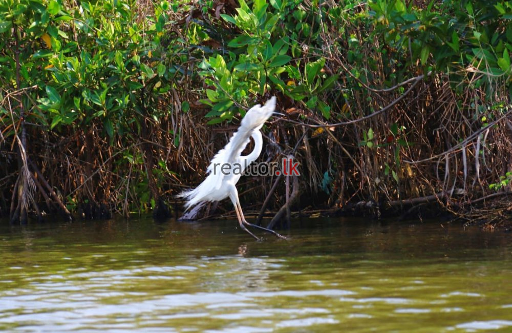 Marshland For Sale In Pamunugama Negombo